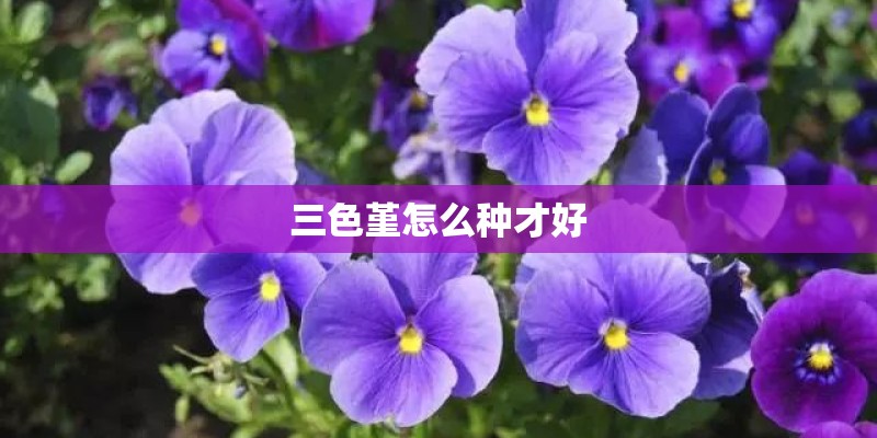 三色堇怎么种才好