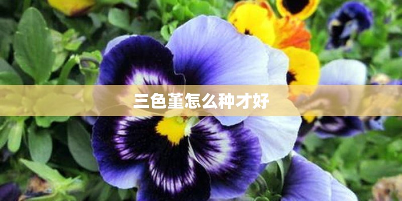 三色堇怎么种才好