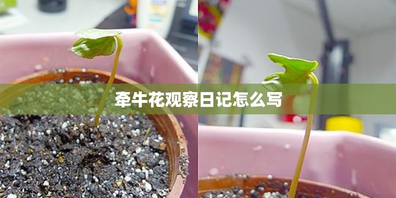 牵牛花观察日记怎么写