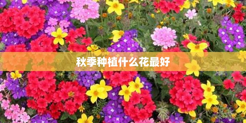 秋季种植什么花最好