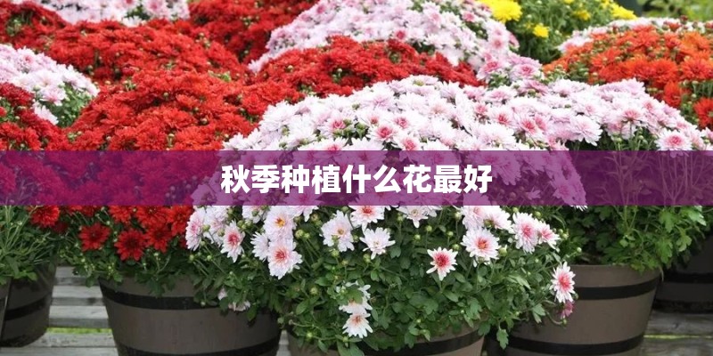 秋季种植什么花最好