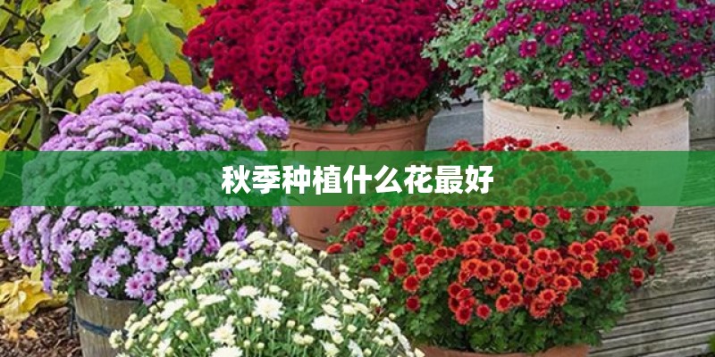 秋季种植什么花最好