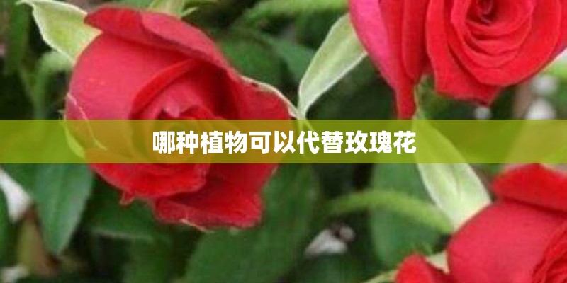 哪种植物可以代替玫瑰花