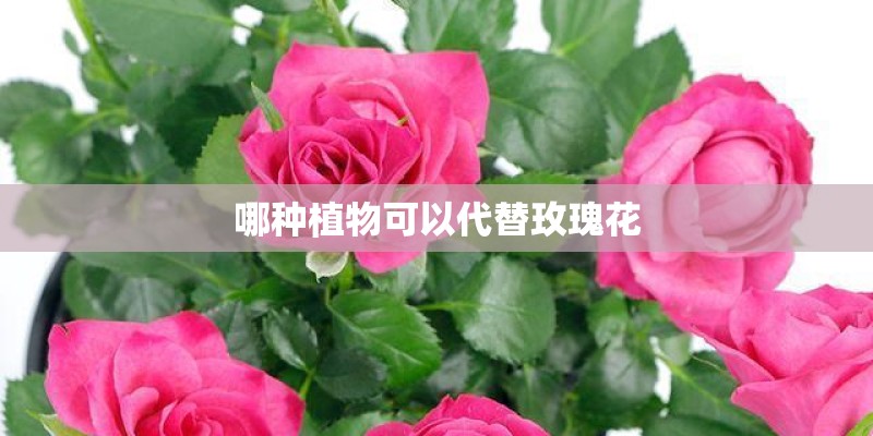 哪种植物可以代替玫瑰花