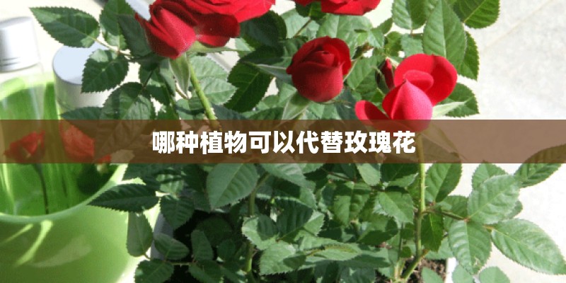 哪种植物可以代替玫瑰花