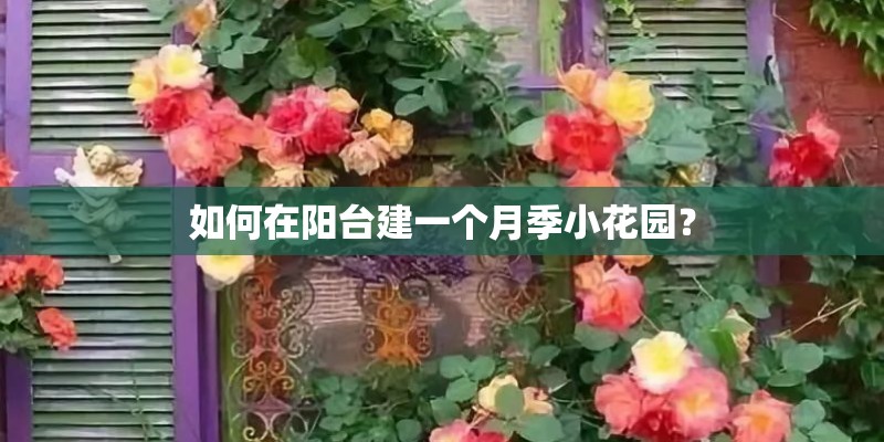 如何在阳台建一个月季小花园？