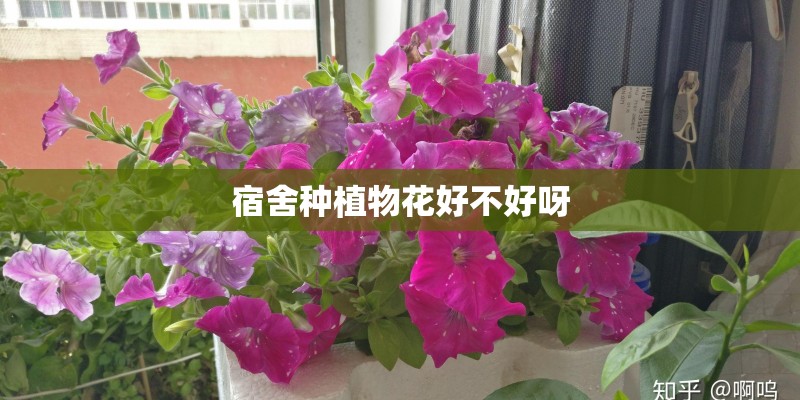 宿舍种植物花好不好呀
