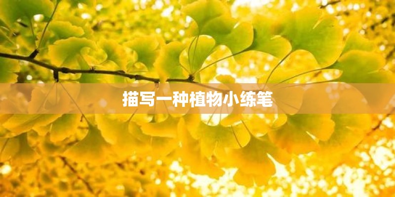 描写一种植物小练笔