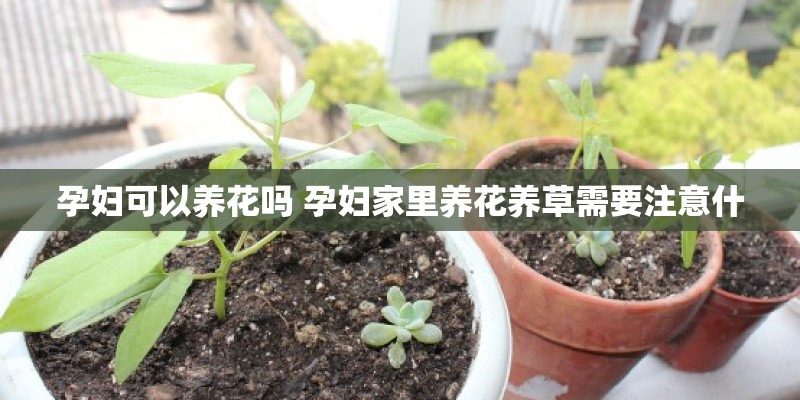 孕妇可以养花吗 孕妇家里养花养草需要注意什