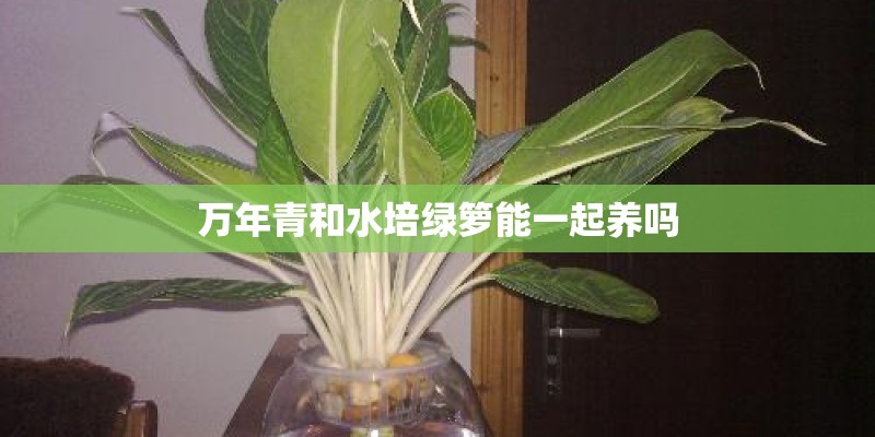 万年青和水培绿箩能一起养吗