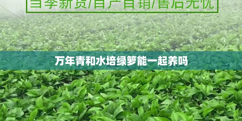 万年青和水培绿箩能一起养吗