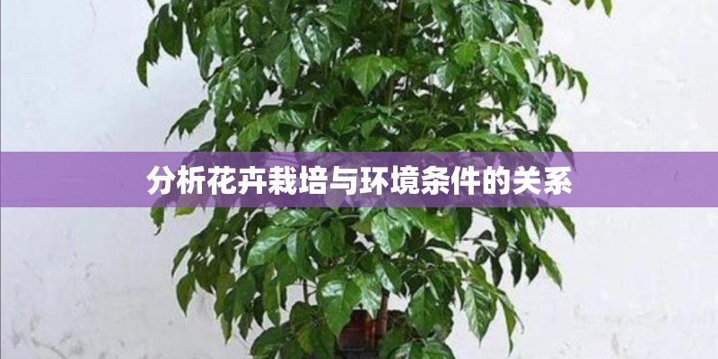 分析花卉栽培与环境条件的关系