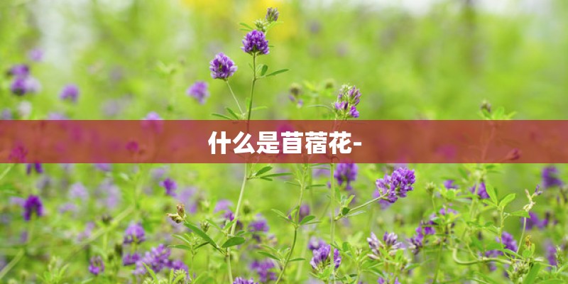 什么是苜蓿花-