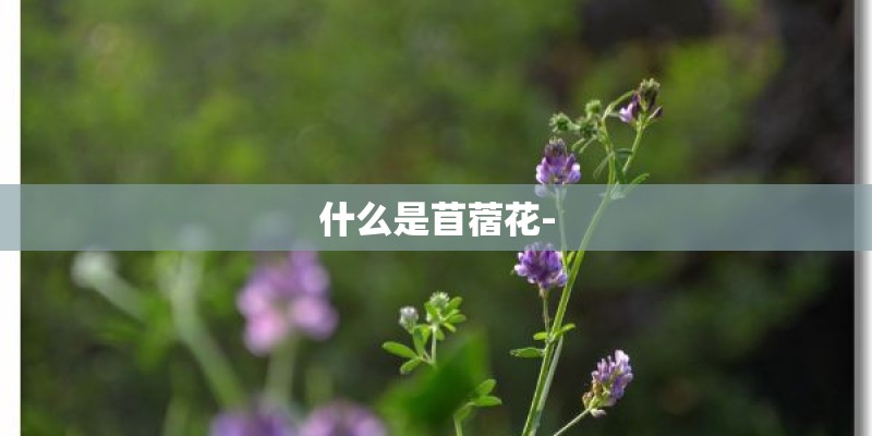 什么是苜蓿花-