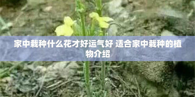 家中栽种什么花才好运气好 适合家中栽种的植物介绍