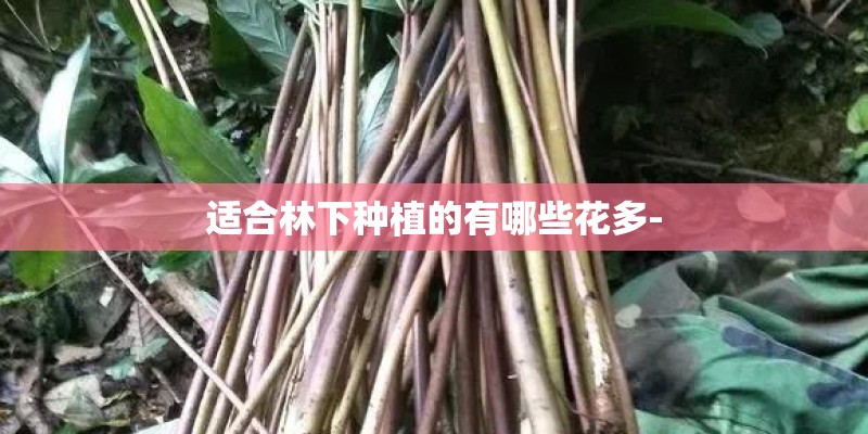 适合林下种植的有哪些花多-