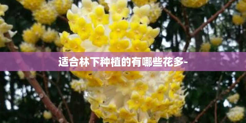 适合林下种植的有哪些花多-