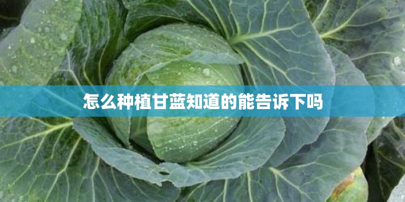 怎么种植甘蓝知道的能告诉下吗