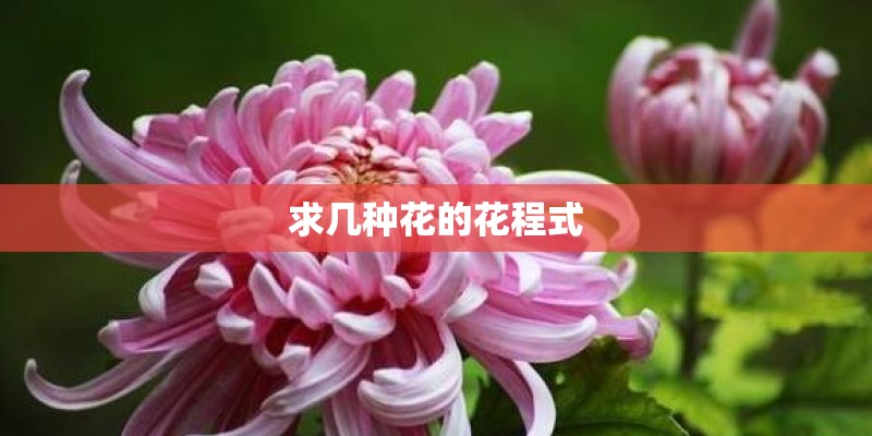 求几种花的花程式