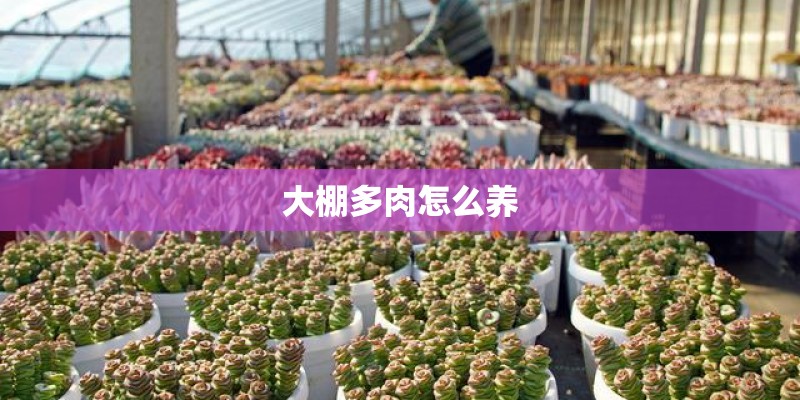 大棚多肉怎么养