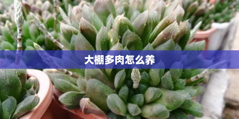 大棚多肉怎么养