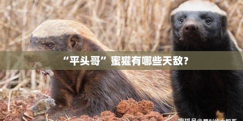 “平头哥”蜜獾有哪些天敌？