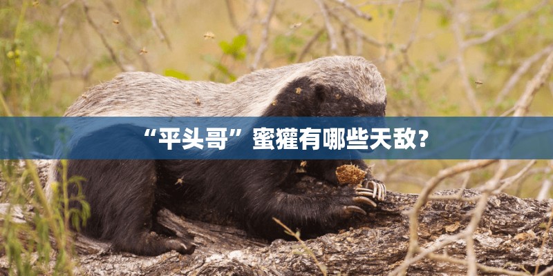 “平头哥”蜜獾有哪些天敌？