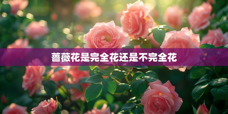 蔷薇花是完全花还是不完全花