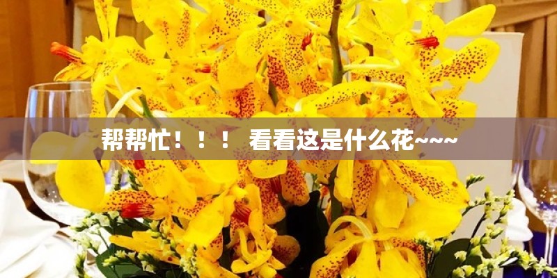 帮帮忙！！！ 看看这是什么花~~~