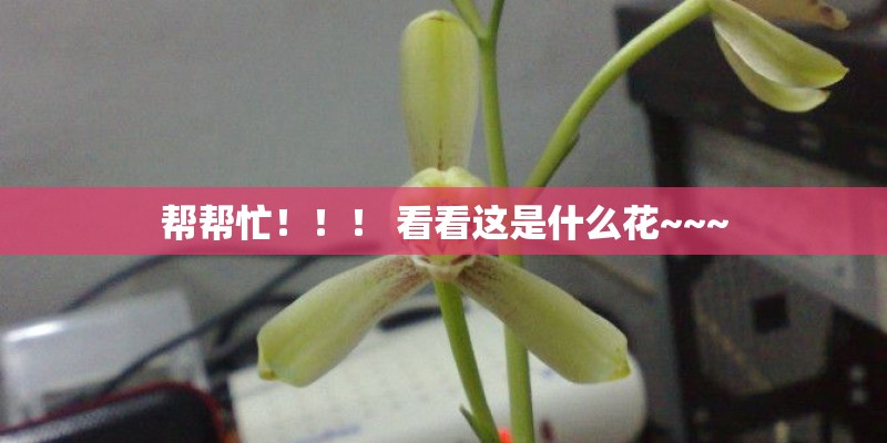 帮帮忙！！！ 看看这是什么花~~~