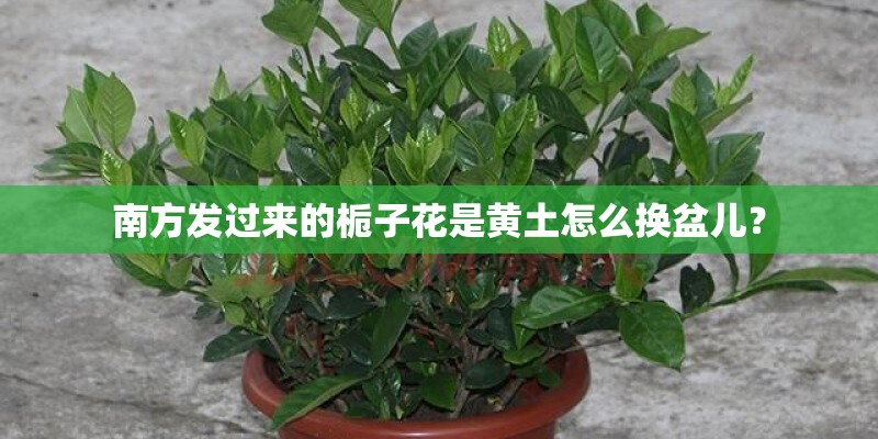 南方发过来的栀子花是黄土怎么换盆儿？