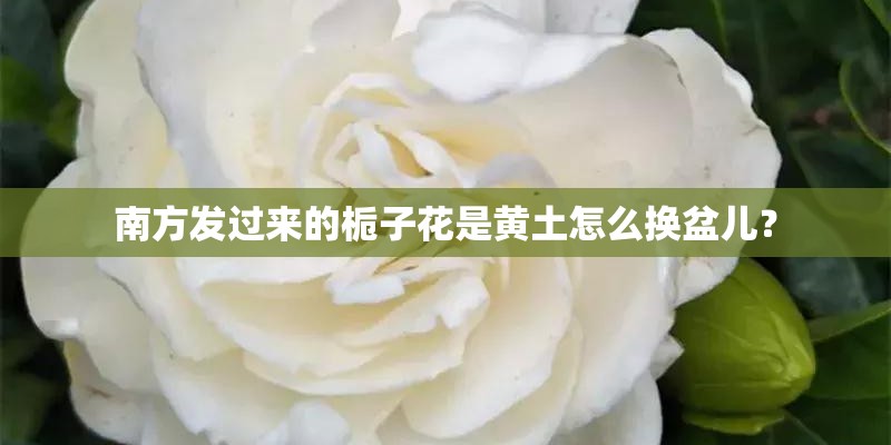 南方发过来的栀子花是黄土怎么换盆儿？