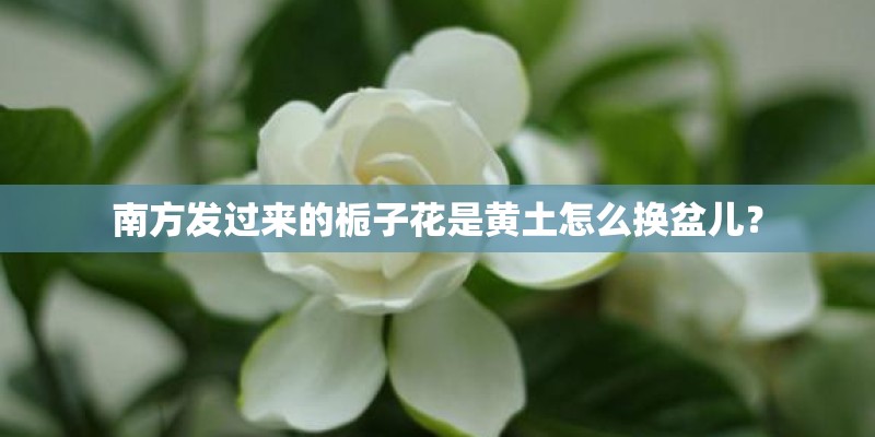 南方发过来的栀子花是黄土怎么换盆儿？