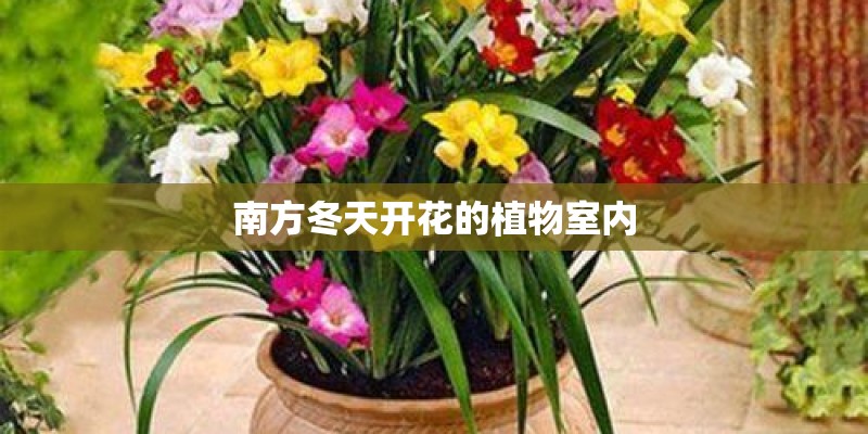 南方冬天开花的植物室内