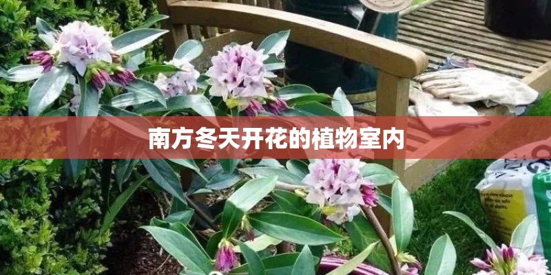 南方冬天开花的植物室内