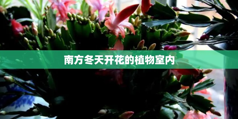 南方冬天开花的植物室内