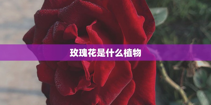 玫瑰花是什么植物