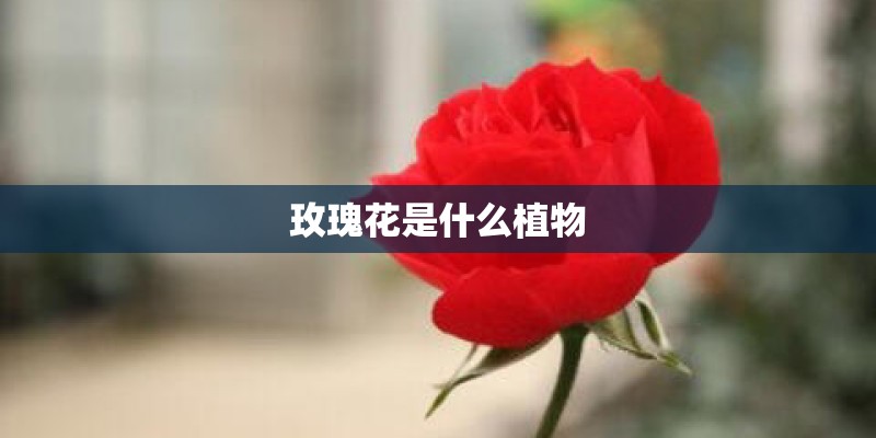 玫瑰花是什么植物