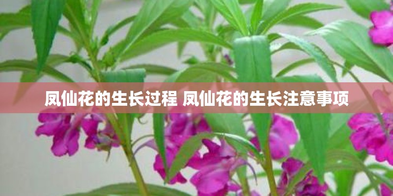 凤仙花的生长过程 凤仙花的生长注意事项