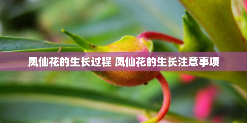 凤仙花的生长过程 凤仙花的生长注意事项