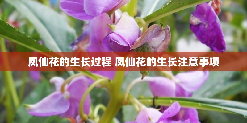 凤仙花的生长过程 凤仙花的生长注意事项