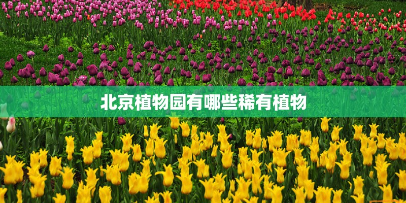 北京植物园有哪些稀有植物