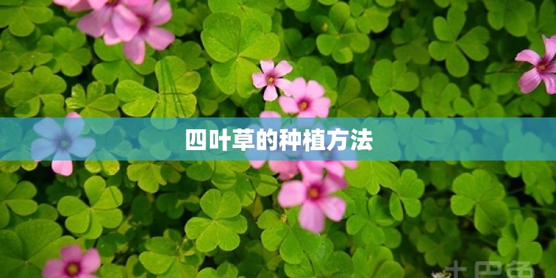 四叶草的种植方法