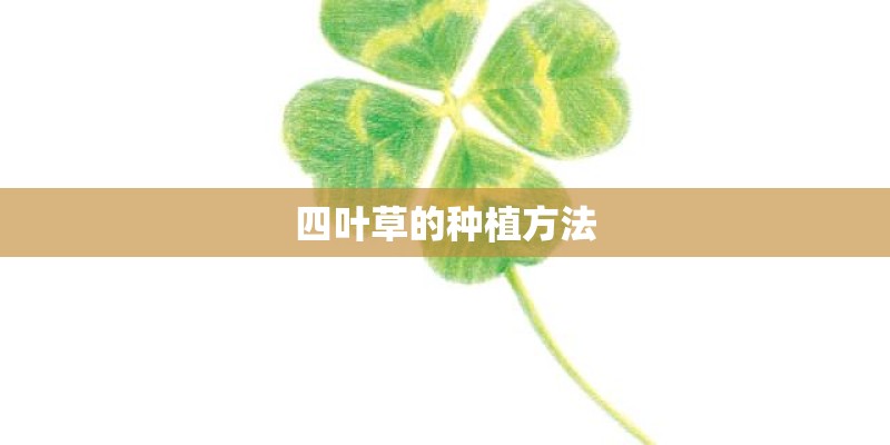 四叶草的种植方法