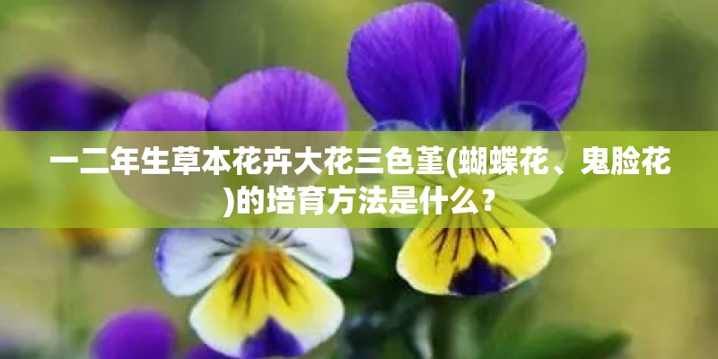 一二年生草本花卉大花三色堇(蝴蝶花、鬼脸花)的培育方法是什么？