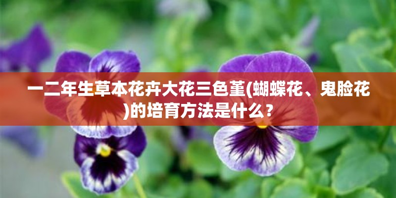 一二年生草本花卉大花三色堇(蝴蝶花、鬼脸花)的培育方法是什么？