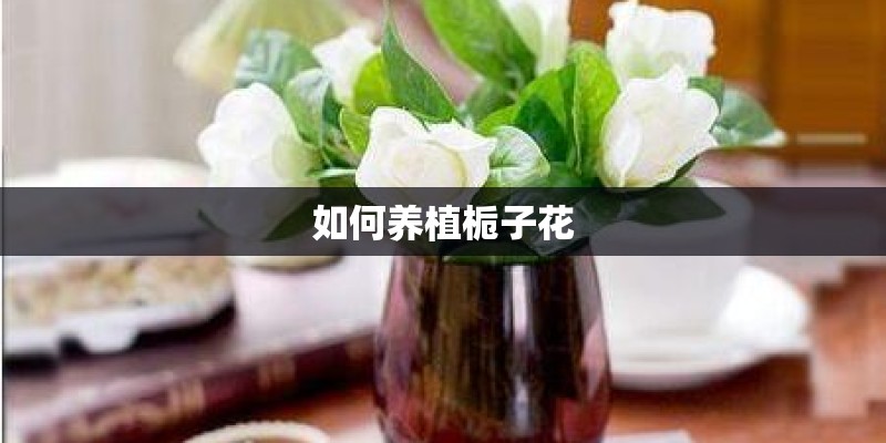 如何养植栀子花