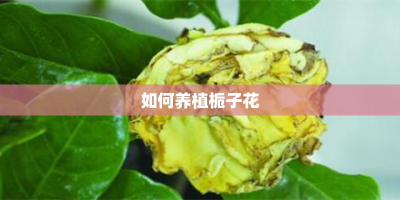 如何养植栀子花