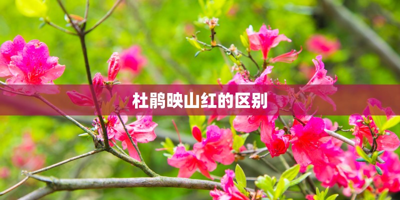杜鹃映山红的区别