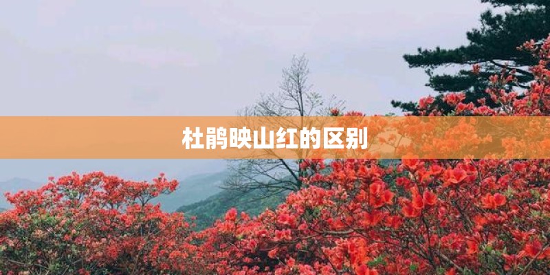 杜鹃映山红的区别